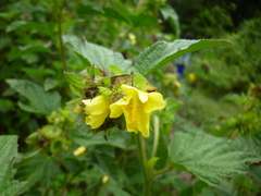 Hypselonotus lineatus