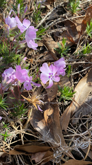 Phlox subulata