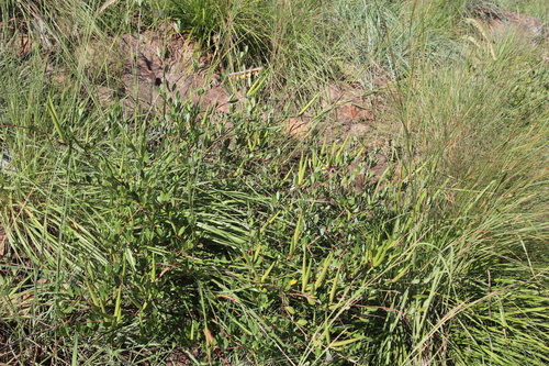 Cryptolepis oblongifolia image