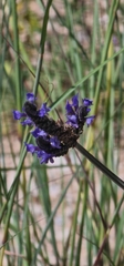 Lavandula multifida, photograph (c) Bernd De Bosscher, some rights reserved (CC BY)
