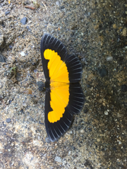 Xanthyris flaveolata