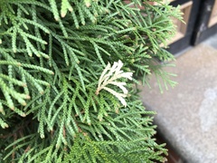 Pestalotiopsis funerea