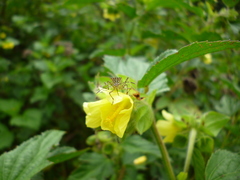 Hypselonotus lineatus