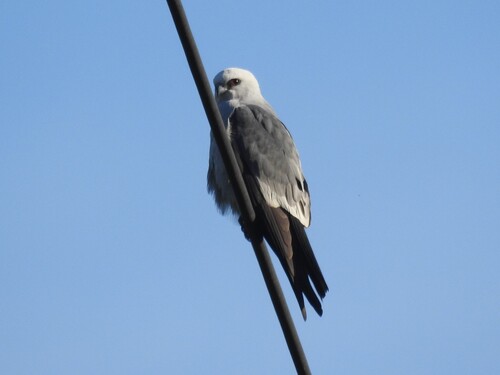 Mississippi Kite observed by timbir5