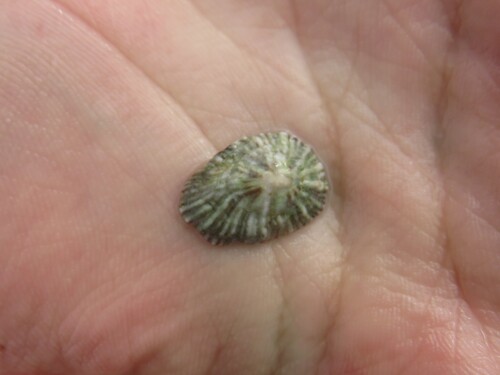 Siphonaria pectinata