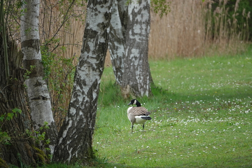 Canada Goose