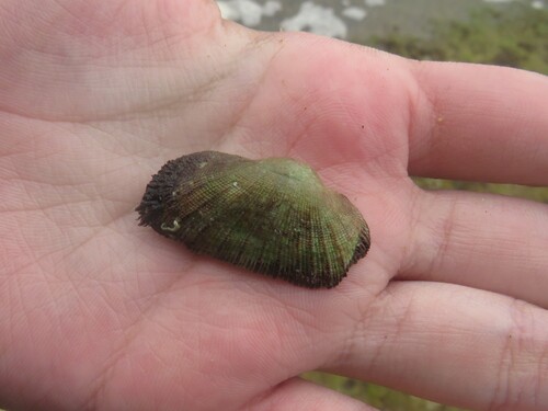Barbatia barbata