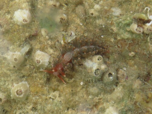 Spurilla neapolitana