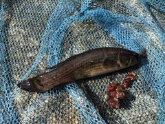 Umbra pygmaea