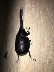 Dynastes occidentalis