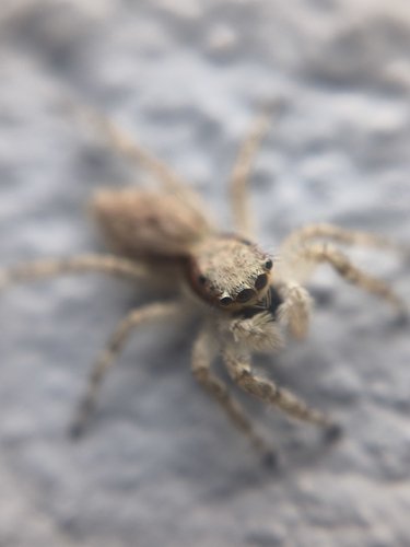 Gray Wall Jumping Spider