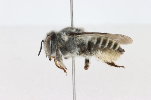 Megachile lippiae