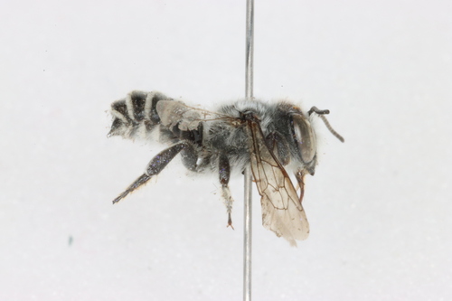 Megachile lippiae