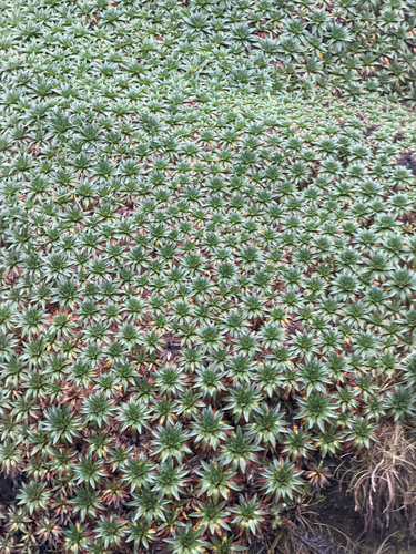 Plantago rigida, photograph 6
