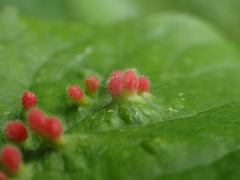 Eriophyes prunianus