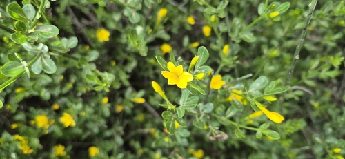 Wild Jasmine