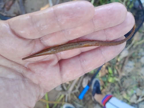Hahn's twig catfish (Farlowella hahni) — Loricariidae — 2