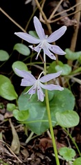 Scilla morrisii