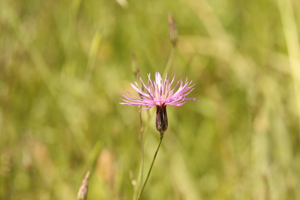 Crupina crupinastrum; photograph (c) Chaym Turak, some rights reserved (CC BY-SA)
