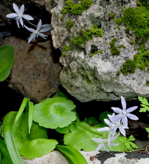 Scilla morrisii