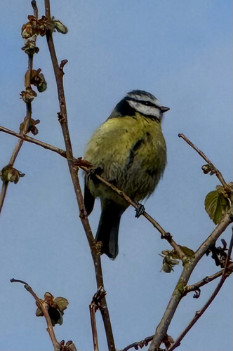 Eurasian Blue Tit