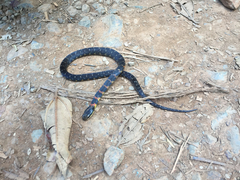 Erythrolamprus epinephalus pseudocobella