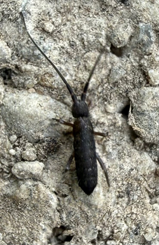 Pogonognathellus longicornis