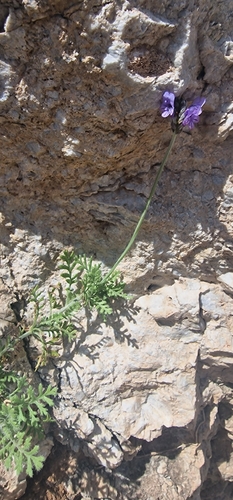 Lavandula multifida, photograph 4