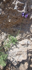 Lavandula multifida, photograph (c) Bernd De Bosscher, some rights reserved (CC BY)