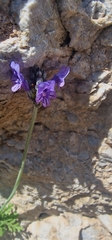 Lavandula multifida, photograph (c) Bernd De Bosscher, some rights reserved (CC BY)
