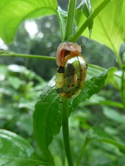 Aspidimorpha nigropunctata
