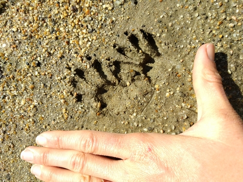 iNaturalist observation photo of Common Raccoon