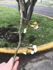 Crataegus aestivalis