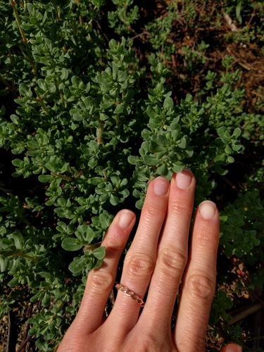 iNaturalist observation photo of Alkali Heath