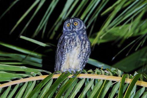 Stygian Owl (Asio stygius), photo 6