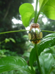Aspidimorpha nigropunctata