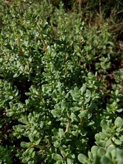 Frankenia salina