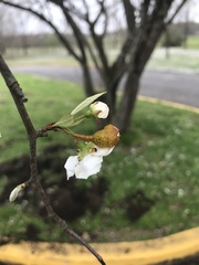 Crataegus aestivalis
