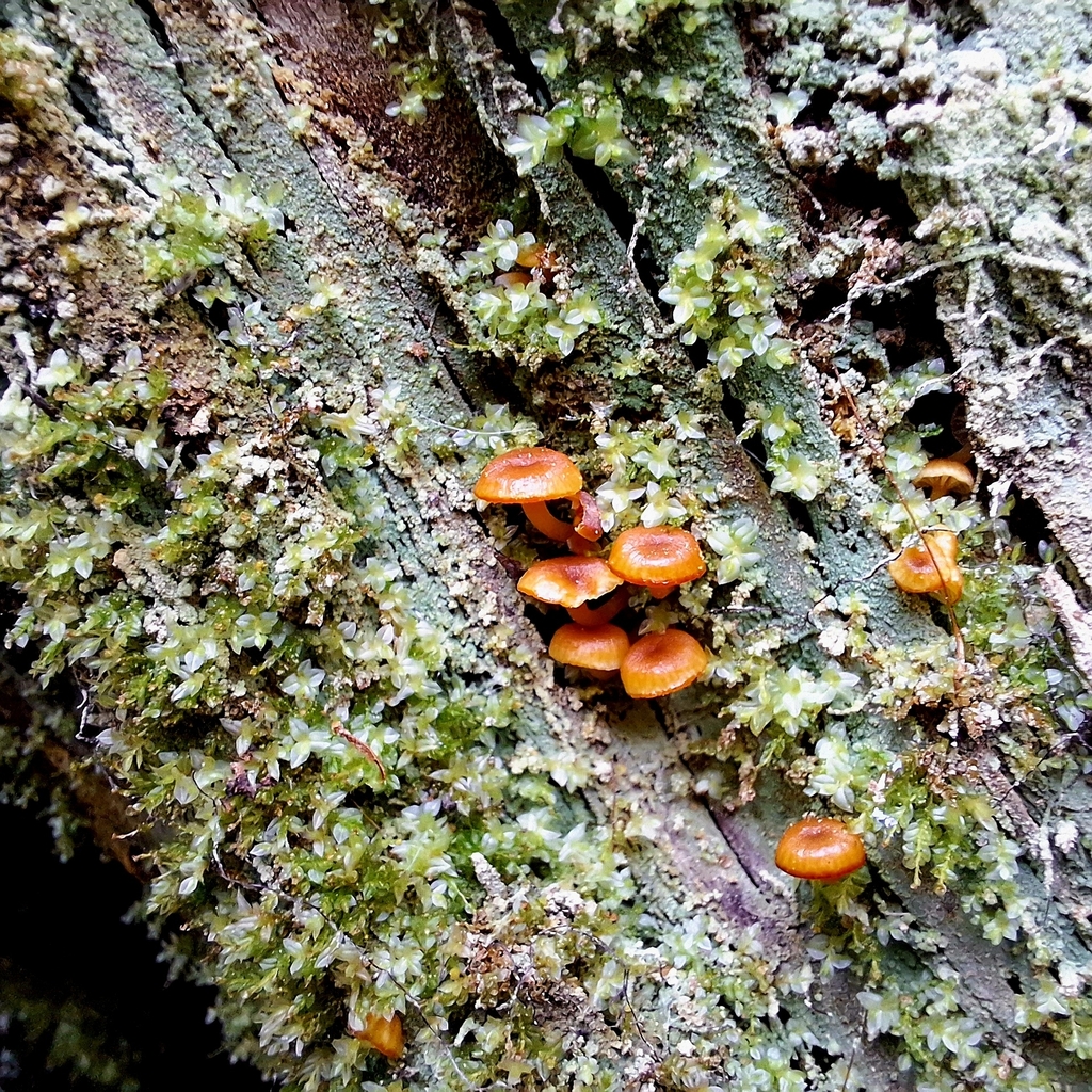 Xeromphalina campanella · April 2026 · photo: © plm43 (iNaturalist, cc0)