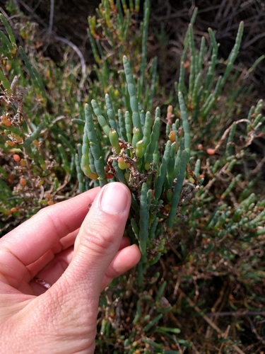iNaturalist observation photo of Pacific Glasswort