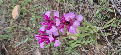 Pink-butterfly Orchid