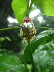 Aspidimorpha nigropunctata