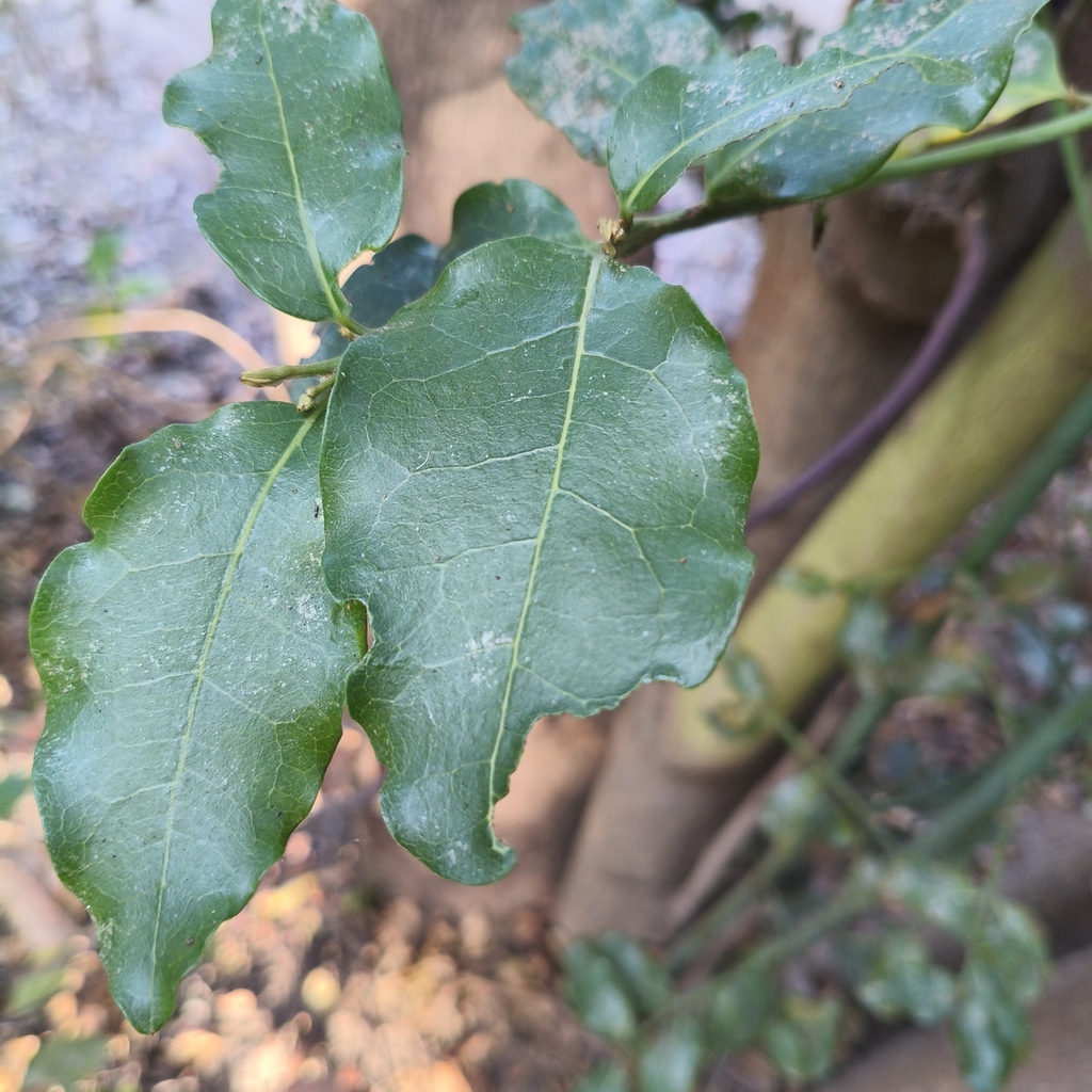 Beilschmiedia miersii; photograph author not stated, no rights reserved