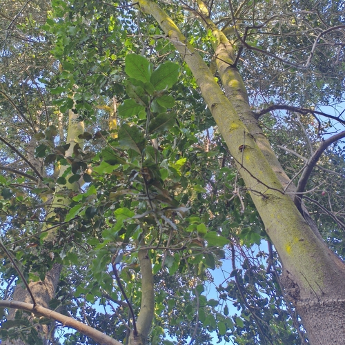 Beilschmiedia miersii, photograph 2