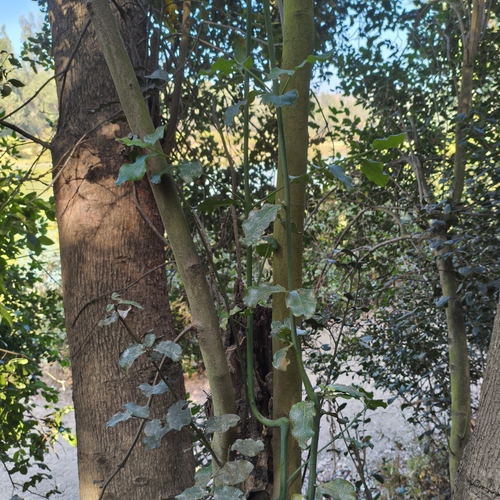 Beilschmiedia miersii, photograph 3