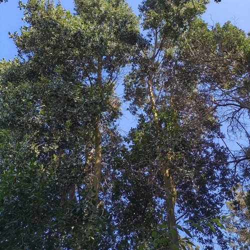 Beilschmiedia miersii, photograph 5