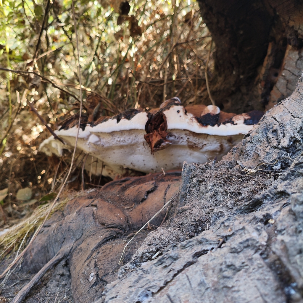 Ganoderma australe · April 2026 · photo: © nutri_gabi_barrera (iNaturalist, cc0)