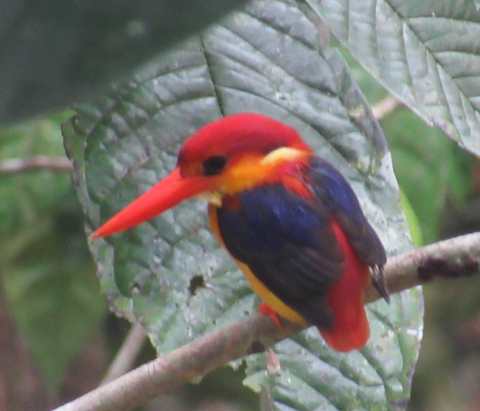 Black-backed Dwarf Kingfisher (Ceyx erithaca), photo 5