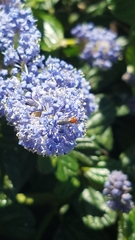 Dilophus occipitalis