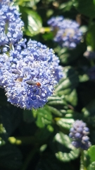 Dilophus occipitalis